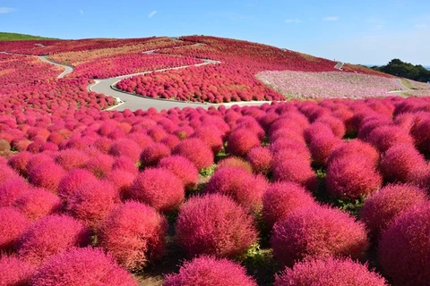 Cây Kochia đỏ rực vào mùa Thu ở Nhật Bản. (Nguồn ảnh: Sở Du lịch tỉnh Ibaraki)