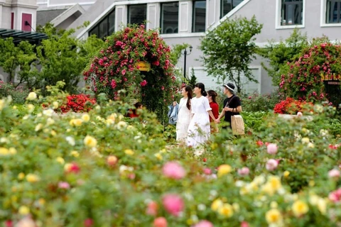 Du khách thăm quan vườn hoa hồng lớn nhất Việt Nam. (Ảnh: Nam Nguyễn/Vienam+)