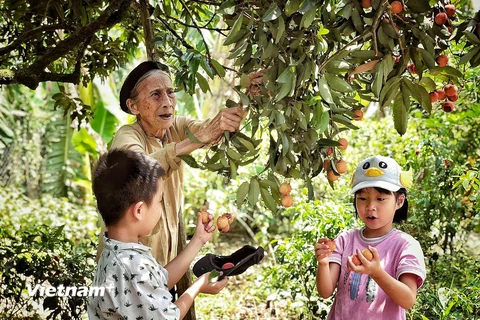 Trẻ em thích thú thu hoạch cây vải thiều trăm tuổi ở Thanh Hà 