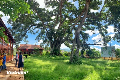 [Photo] Lạ lùng cây đa khổng lồ hai thân của người Thái ở Sơn La 