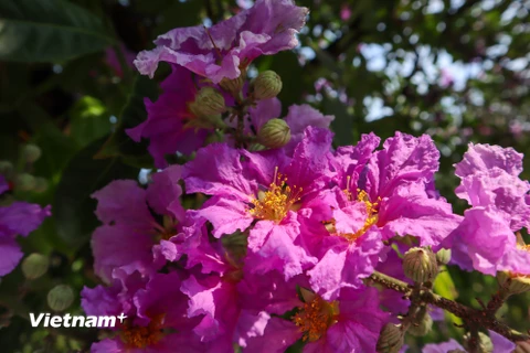 [Photo] Mùa Hè Hà Nội rực rỡ với những hàng hoa đủ sắc màu 