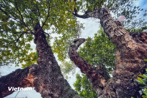 [Photo] Lạ lùng 'cụ' mít 500 tuổi có hình dáng cổ quái ở Hà Nội