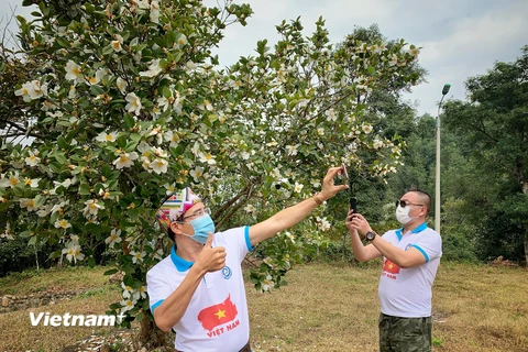 [Photo] Du lịch Bình Liêu: ‘Sắc màu hoa sở-Đông Bắc mùa Xuân về’ 