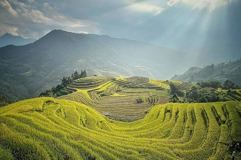 Ruộng bậc thang Hoàng Su Phì, Hà Giang đang bước vào mùa gặt tháng 10. (Ảnh: Mai Mai/Vietnam+)