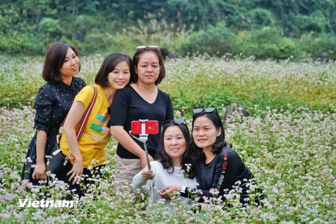 Du khách thích thú "check-in" vườn hoa tam giác mạch ở Hà Giang. (Ảnh: Mai Mai/Vietnam+)