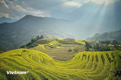 Ruộng bậc thang Hà Giang dưới nắng chiều. (Ảnh: Mai Mai/Vietnam+)