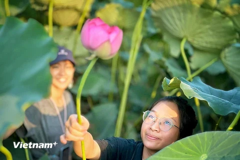 Sen Hồ Tây, một trong những biểu tượng của Hà Nội. (Ảnh: Mai Mai/Vietnam+)