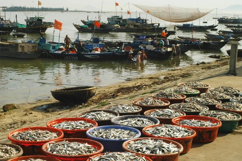 Ngư dân Khánh Hòa được mùa cá nục gai, cá sơn thóc