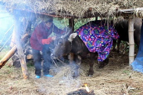 Quấn chăn giữ ấm cho trâu tại Lạng Sơn. (Ảnh: Khánh Trung/TTXVN)