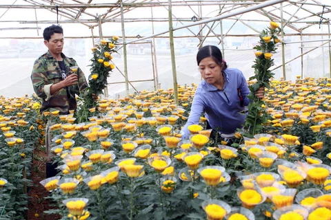 Đà Nẵng: Các vùng chuyên trồng hoa nhộn nhịp đón Tết