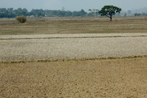 Ruộng khô nẻ do thiếu nước. (Ảnh minh họa. Nguồn: TTXVN)