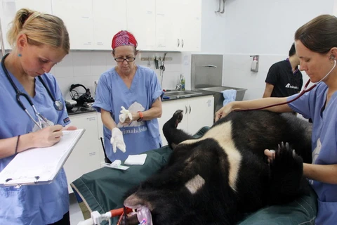Chính thức xóa bỏ nạn nuôi nhốt gấu ở tỉnh Bình Thuận