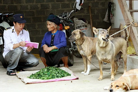 Hơn 20 người bị chó nghi dại cắn trong một tháng ở Lào Cai