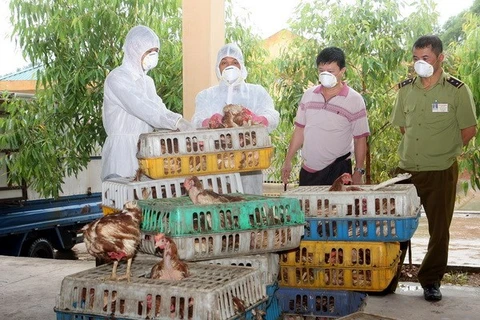 Tiêu hủy hàng nghìn con giống gia cầm nhập lậu từ Trung Quốc
