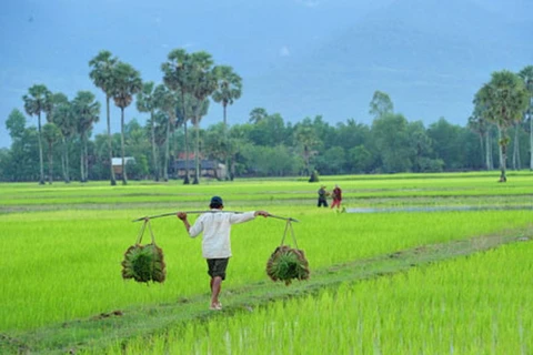 FAO giúp nông dân Campuchia thích ứng với biến đổi khí hậu