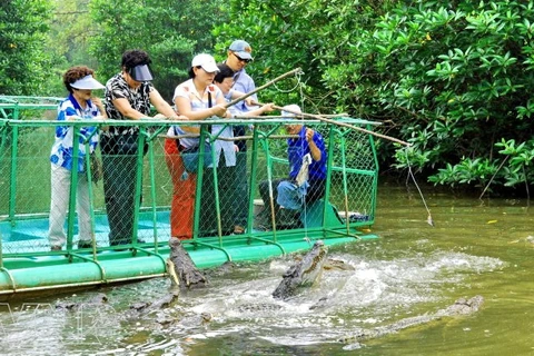 Cần Thơ phát triển mô hình nuôi cá sấu kết hợp với du lịch