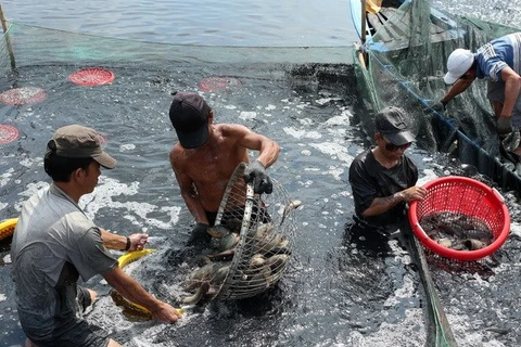 "Cà Mau cần tiếp tục phát huy thế mạnh nuôi trồng thủy sản"