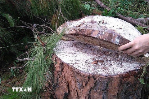 Một cây thông bị cưa trộm. (Ảnh: Phạm Cường/TTXVN)
