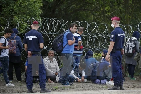 Người di cư bị bắt giữ tại khu vực biên giới Hungary-Serbia ngày 15/9. (Nguồn: Reuters/TTXVN)