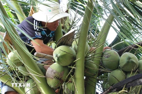 Thương lái thu mua dừa tại vườn. (Ảnh: TTXVN)