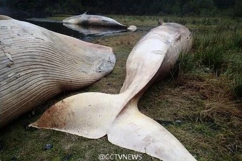 Xác cá voi dạt vào bờ biển. (Nguồn: CCTV)