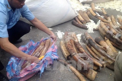 Số ngà voi trong một vụ nhập khẩu trái phép bị thu giữ. (Ảnh: Đoàn Minh Huệ/Vietnam+)