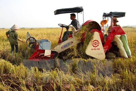 Nông dân sử dụng máy gặt đập liên hợp vào thu hoạch lúa vụ mùa. (Ảnh: Ngọc Hà/TTXVN)