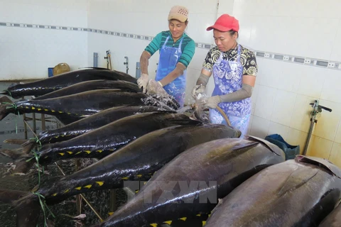 Công nhân sơ chế cá ngừ đại dương. (Ảnh: Viết Ý/TTXVN)