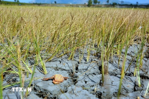 Cánh đồng lúa tại xã Ia Ka, huyện Chư Păh, chết khô vì thiếu nước. (Ảnh: Hoài Nam/TTXVN)