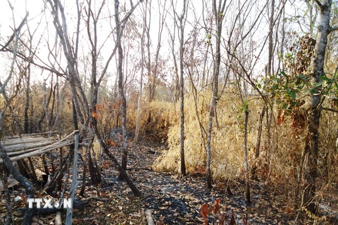 Khu rừng phòng hộ Dầu Tiếng vừa bị cháy đầu tháng 3/2016. (Ảnh: Lê Đức Hoảnh/TTXVN)