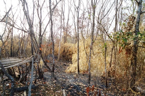 Khu rừng phòng hộ Dầu Tiếng vừa bị cháy đầu tháng 3/2016. (Ảnh: Lê Đức Hoảnh/TTXVN) 