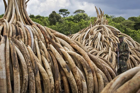 Ngà voi bị Kenya tiêu hủy. (Ảnh minh họa. Nguồn: AP)