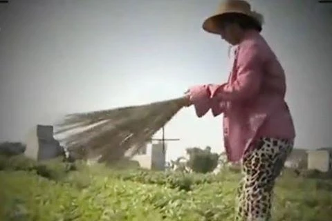 Cảnh cắt từ phóng sự “Cây chổi quét rau” của VTV 