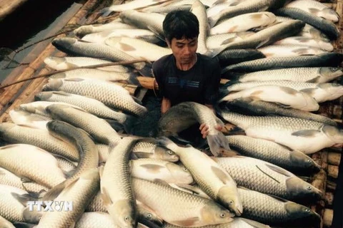 Cá chết hàng loạt tại một hộ nuôi cá lồng trên sông Bưởi. (Ảnh: Trịnh Duy Hưng/TTXVN) 
