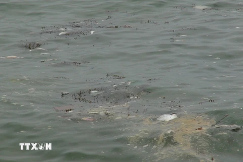 Cá chết trôi dạt vào bờ biển xã Đức Trạch, Bố Trạch, Quảng Bình. (Ảnh: Đức Thọ/TTXVN)