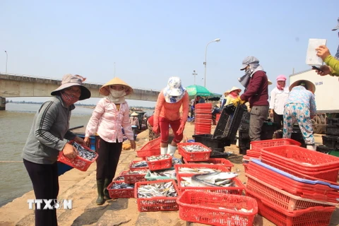 Thương lái thu mua cá tại Quảng Trị. (Ảnh: Thanh Thủy/TTXVN) 