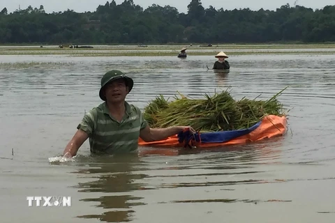 Nước ngập sâu, người nông dân phải dùng vải bạt dứa làm thuyền để chở lúa gặt về. (Ảnh: Nguyễn Thảo/TTXVN) 