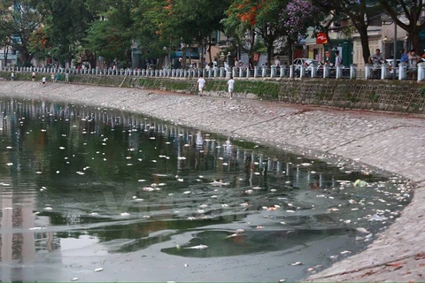 Cá chết ở hồ Hoàng Cầu. (Ảnh: Minh Sơn/Vietnam+)