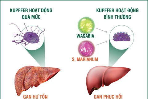 Tinh chất Wasabia và S. Marianum có trong HEWEL giúp kiểm soát hiệu quả tế bào Kypffer, chủ động chống độc, bảo vệ gan từ gốc.