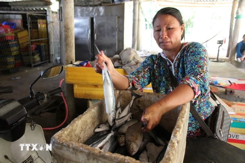 Chị Nguyễn Thị Bình bên thùng cá không bán được trong phiên chợ buổi sáng. (Ảnh: Thanh Thủy/TTXVN)