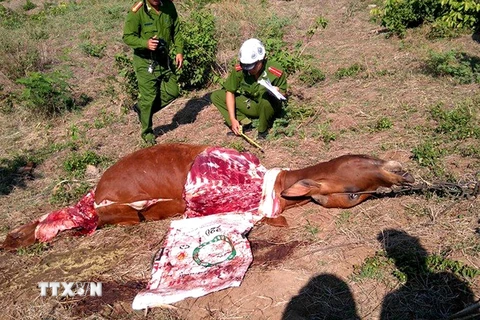Cơ quan chức năng đang điều tra nạn trộm bò cắt lấy đùi xảy ra ở xã Đức Bình Tây, huyện Sông Hinh. (Ảnh: Thế Lập/ TTXVN) 