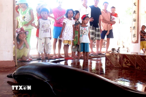 Một con cá heo được đặt tại Lăng Ông Nam Hải. (Ảnh minh họa: Thế Lập/TTXVN)