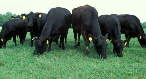 Vì sao Australia quyết định tạm ngừng xuất khẩu bò sang Việt Nam?