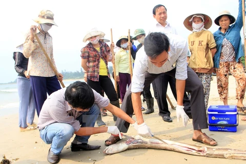Cá chết tại vùng biển tỉnh Quảng Trị. (Nguồn: TTXVN)
