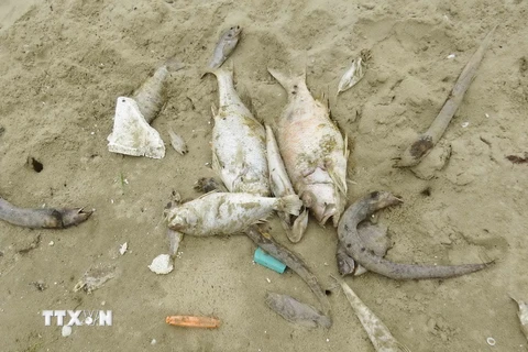 Cá chết dạt vào bờ. (Ảnh: Võ Dung/TTXVN)