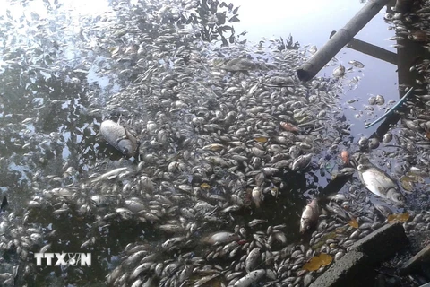 Cá chết nổi trắng hồ Mật Sơn gây ô nhiễm môi trường. (Ảnh: Trịnh Duy Hưng/TTXVN) 