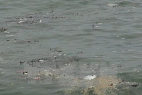 Tình trạng cá chết trôi dạt vào bờ biển xã Đức Trạch, Bố Trạch, Quảng Bình. (Ảnh: Đức Thọ/TTXVN)