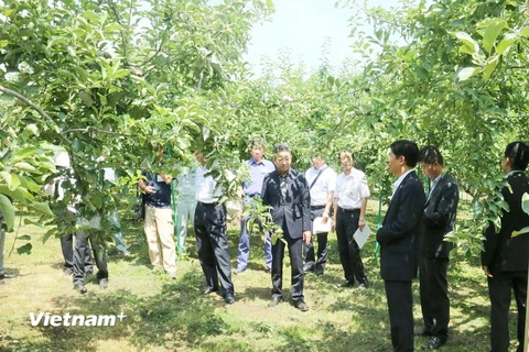 Đoàn công tác của Đại sứ quán Việt Nam đến tham quan các trang trại trồng táo của tỉnh Aomori. (Ảnh: Gia Quân/Vietnam+)