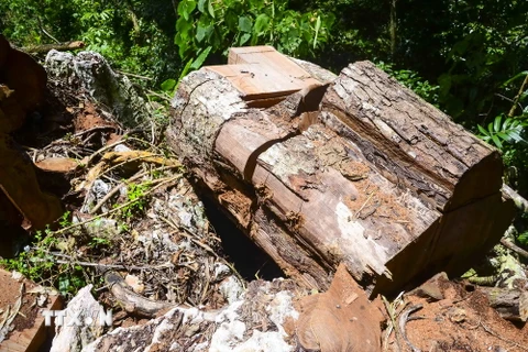 Những cây gỗ nghiến hàng trăm năm tuổi đã bị lâm tặc đốn hạ không thương tiếc. 