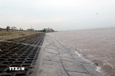 Đê biển Hải Thịnh, thị trấn Thịnh Long, huyện Hải Hậu, Nam Định bị hư hỏng do bão số 1 vừa mới được gia cố. (Ảnh: Văn Đạt/TTXVN)